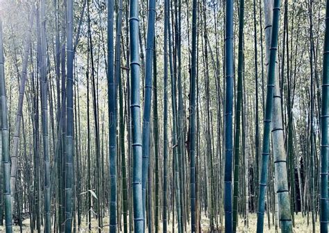  Journeying Through Bamboo Groves! An Exploration of the 14th Century Japanese Folktale 'Journey to the West'