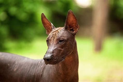  Xoloitzcuintli: Guardian Dog Spirit of Ancient Mexico!